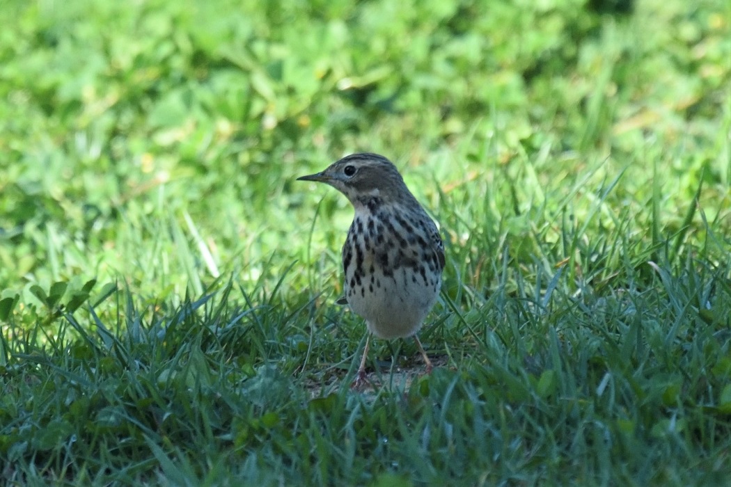 Red-throated Pipit — Ana fotoğraf